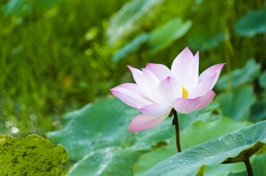 Flor de loto - Angkor - Camboya